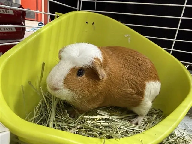 Prof. Marmalade