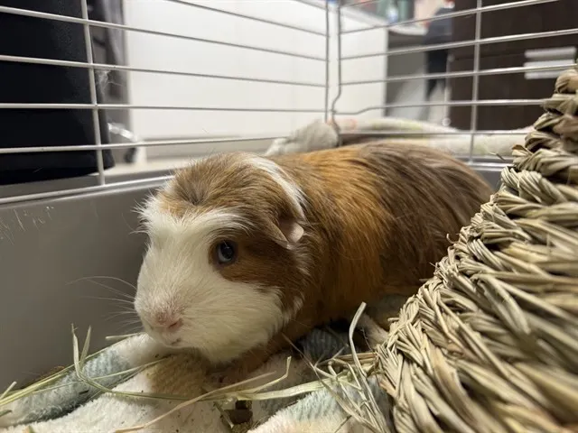 Pig Newton