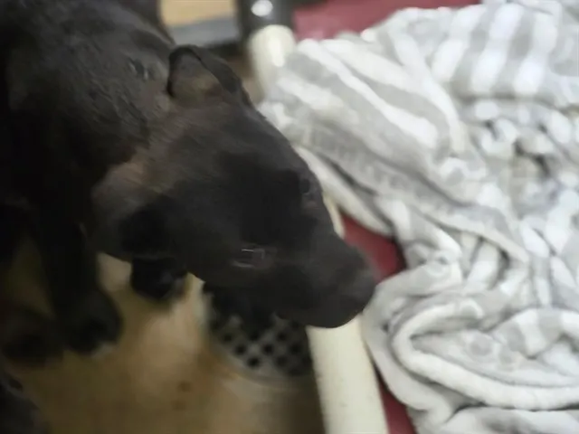 Adoptable Dog