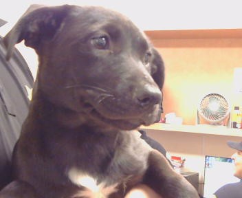 Adoptable Dog