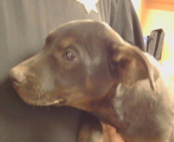 Adoptable Dog
