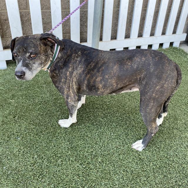 Adoptable Dog