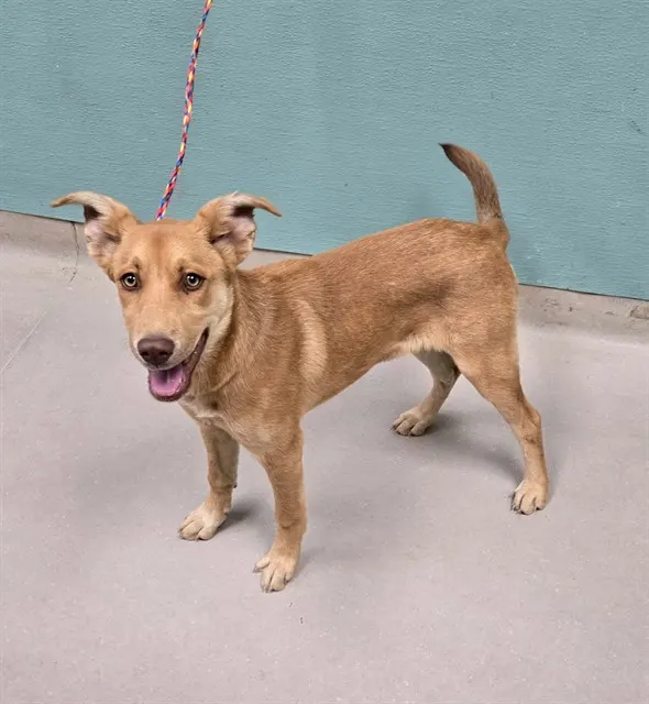 Adoptable Dog