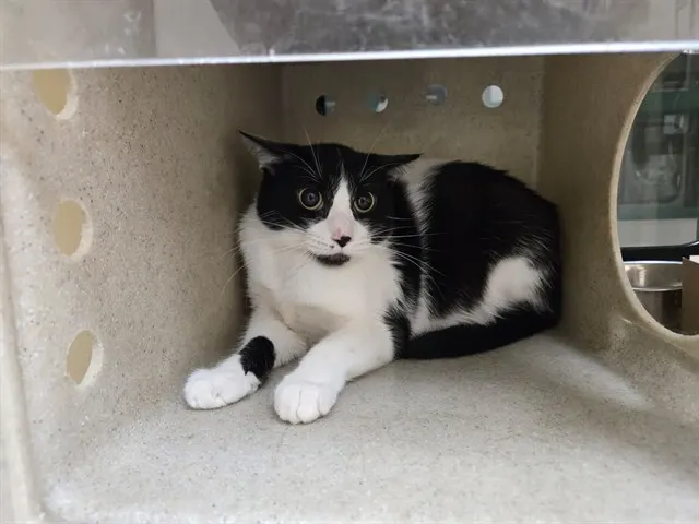 Adoptable Cat