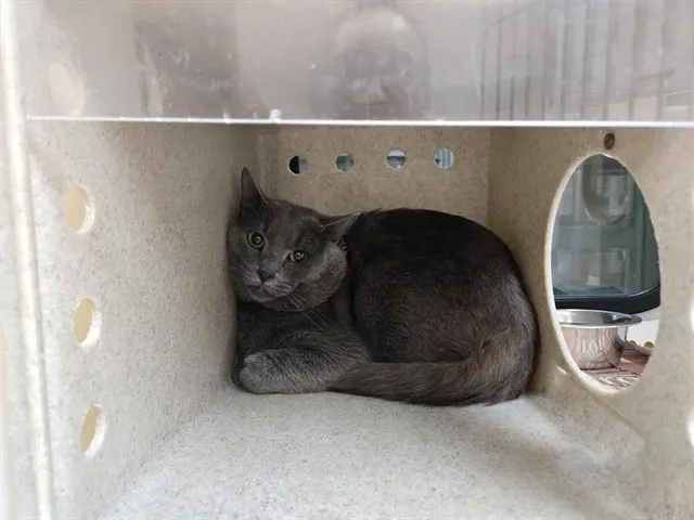 Adoptable Cat