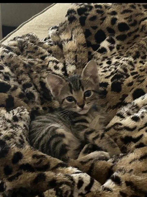 Adoptable Cat