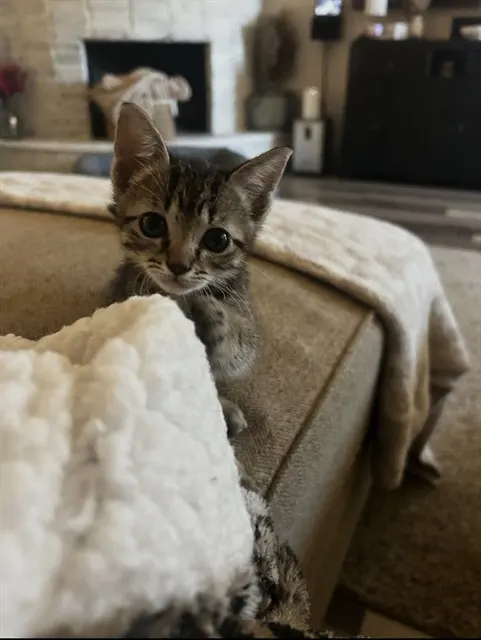 Adoptable Cat