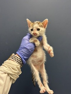 Kit Kat