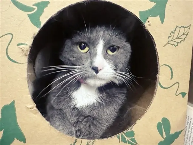 Kitty Purry