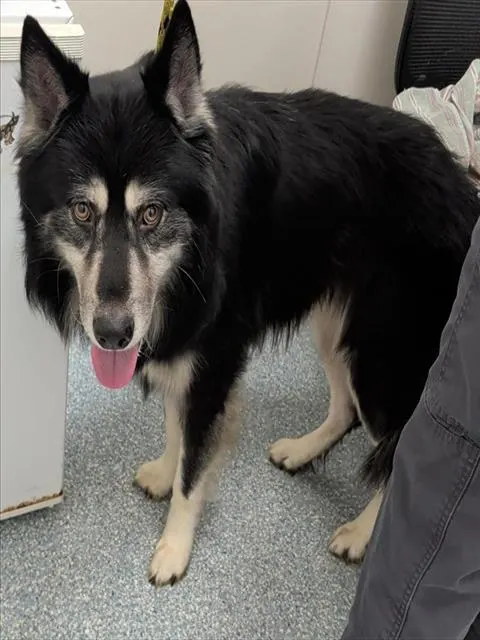 Logan