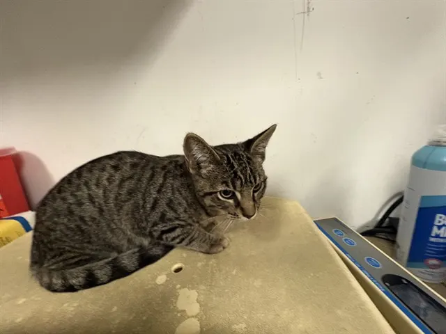 Adoptable Cat