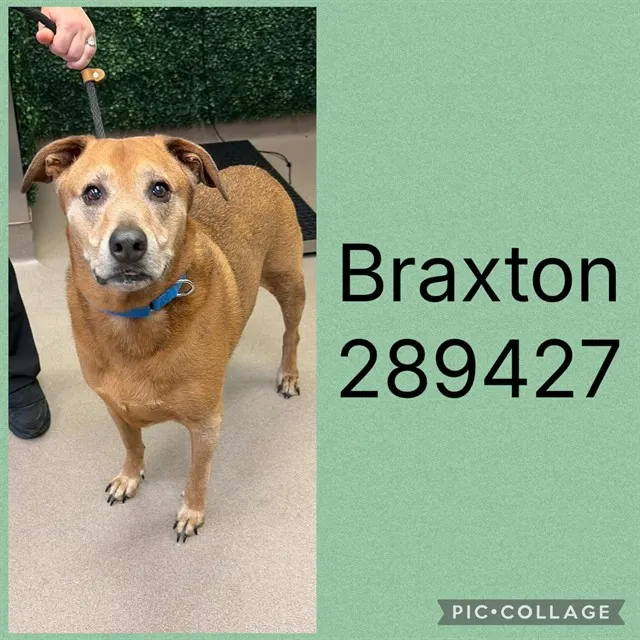 Braxton