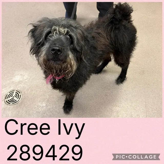 Cree Ivy