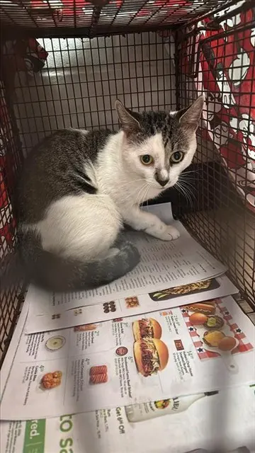 Adoptable Cat