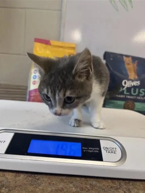 Adoptable Cat