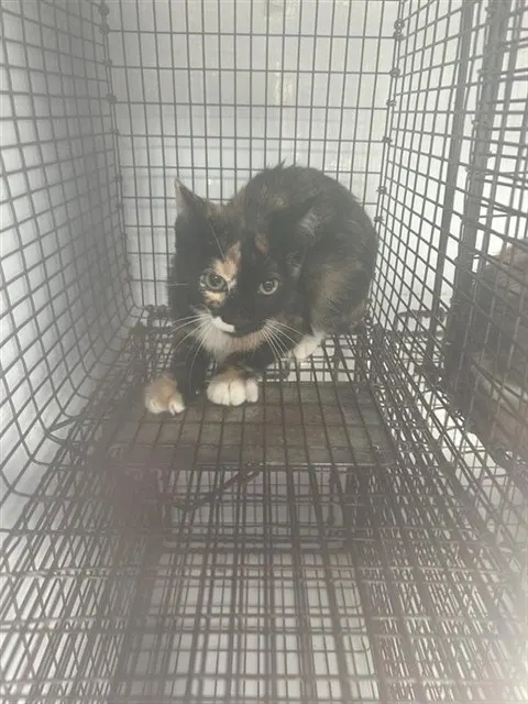 Adoptable Cat