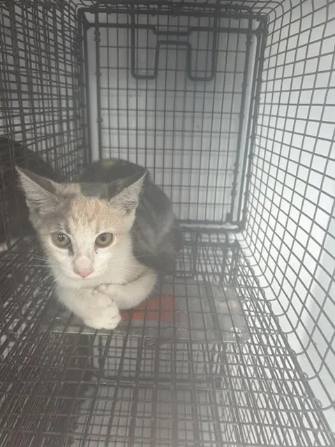Adoptable Cat