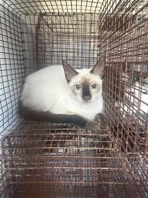 Adoptable Cat