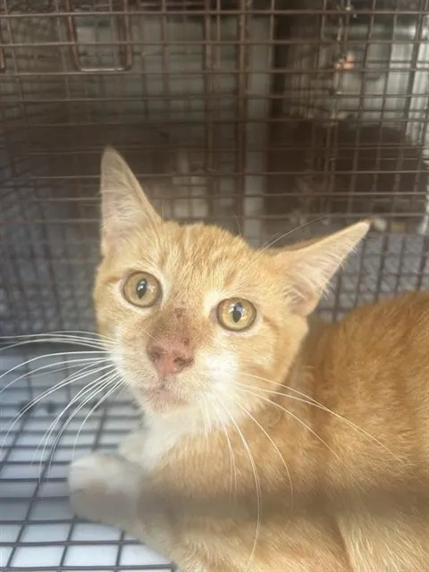 Adoptable Cat