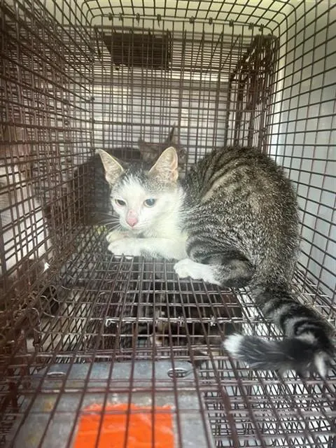 Adoptable Cat