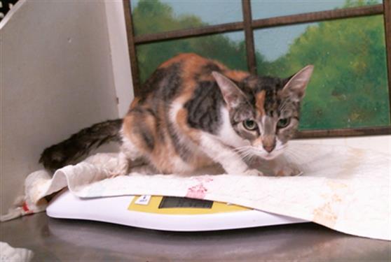 Adoptable Cat