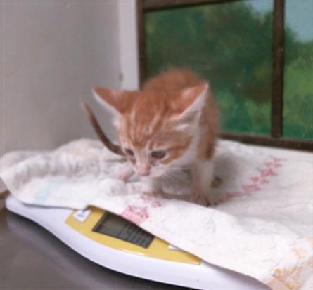 Bowie
