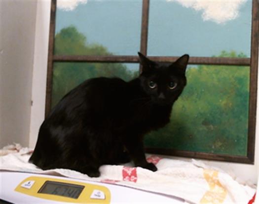 Adoptable Cat