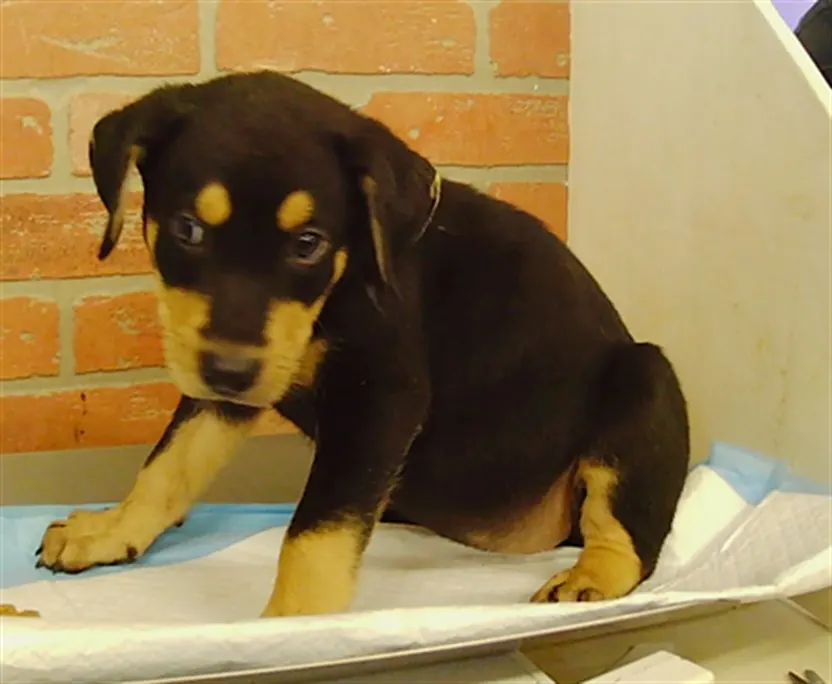 Adoptable Dog