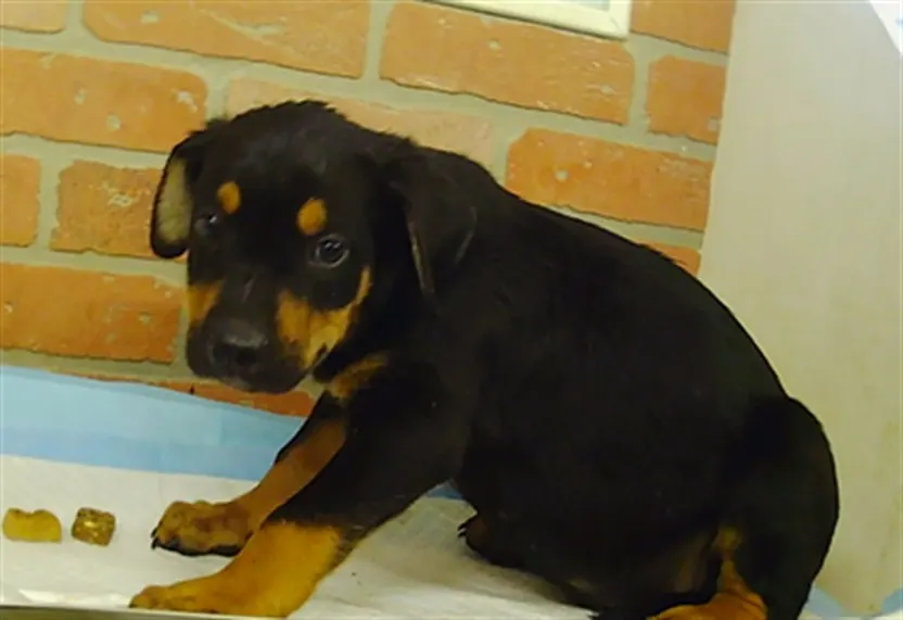 Adoptable Dog