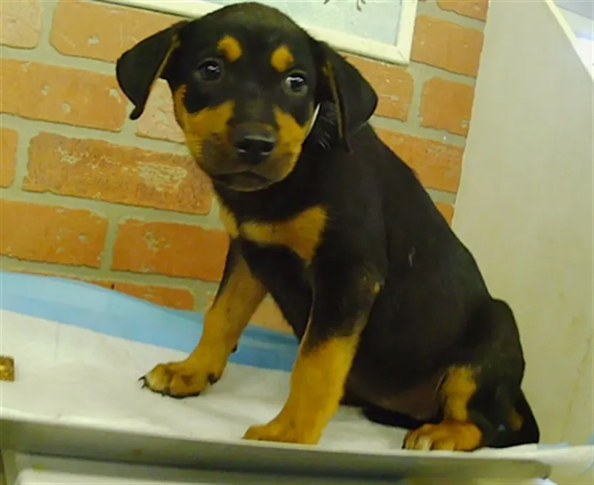 Adoptable Dog