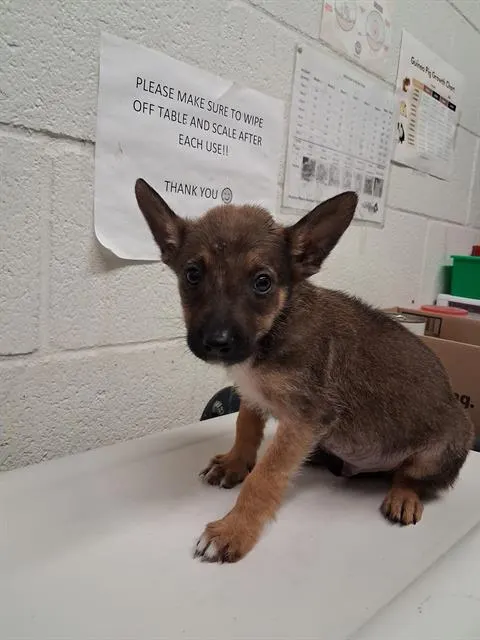 Adoptable Dog