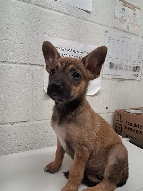 Adoptable Dog