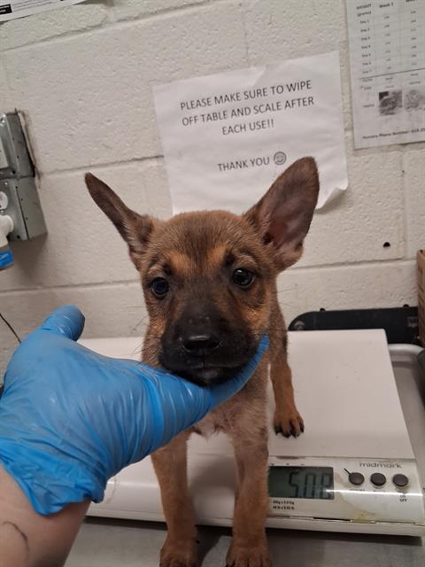 Adoptable Dog