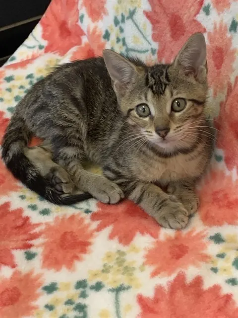 Gracie