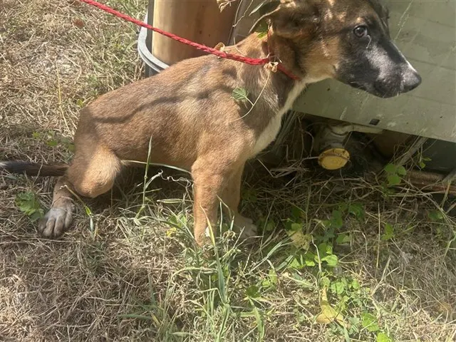 Adoptable Dog
