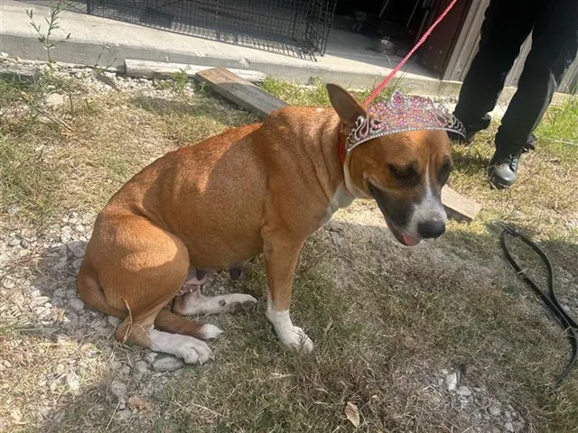 Adoptable Dog