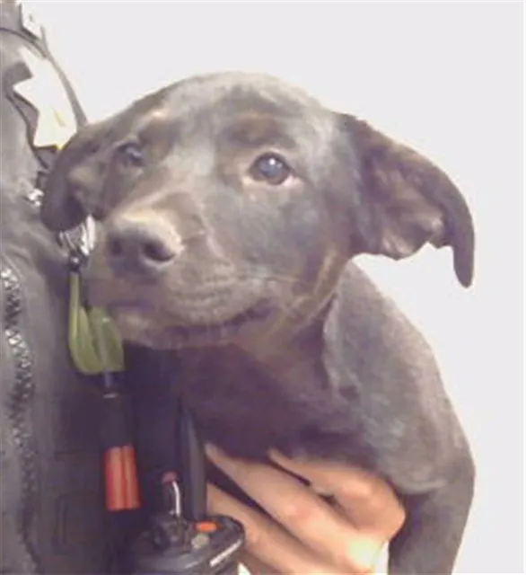 Adoptable Dog