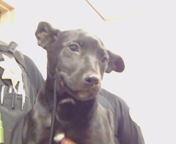 Adoptable Dog