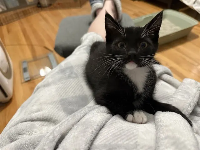 Chili
