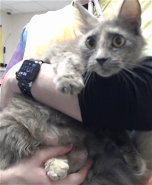 Adoptable Cat