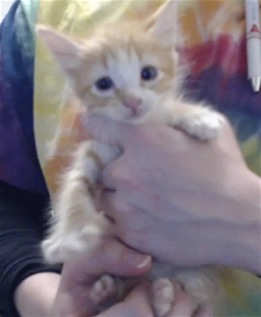 Adoptable Cat