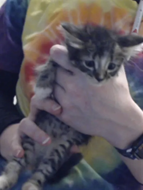 Adoptable Cat