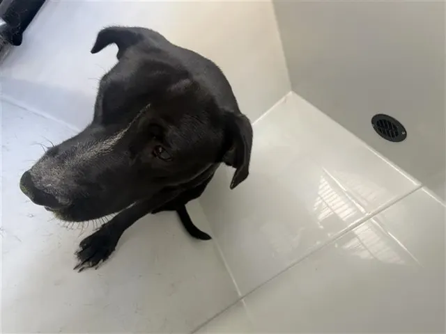 Adoptable Dog