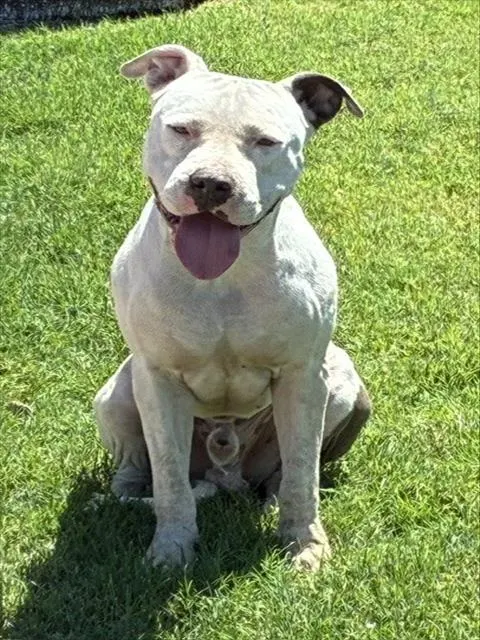 Tonka