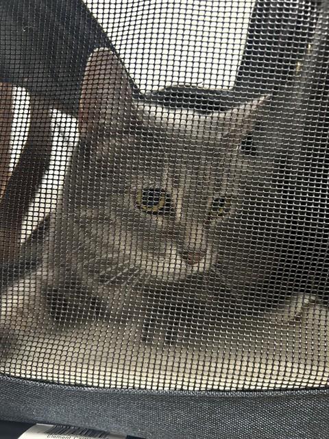Minnie
