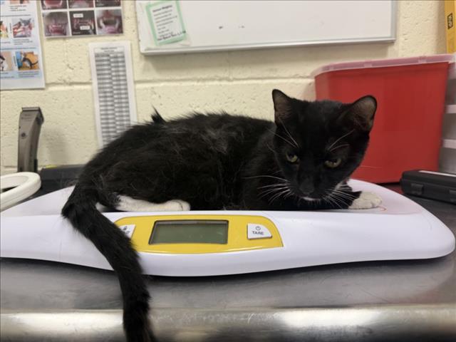 Adoptable Cat
