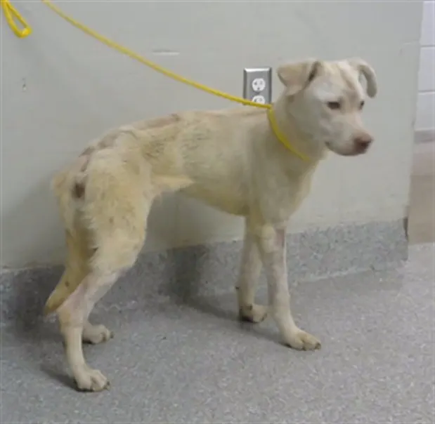 Adoptable Dog