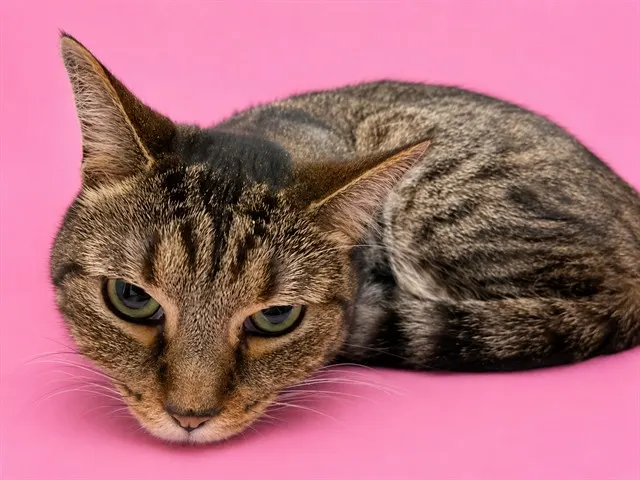 Mimi