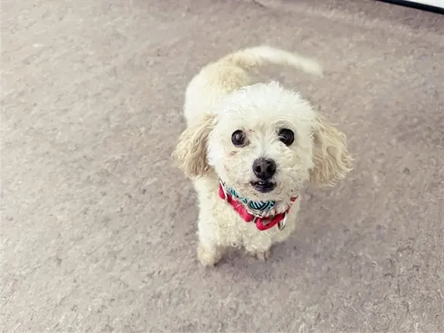 Suga
