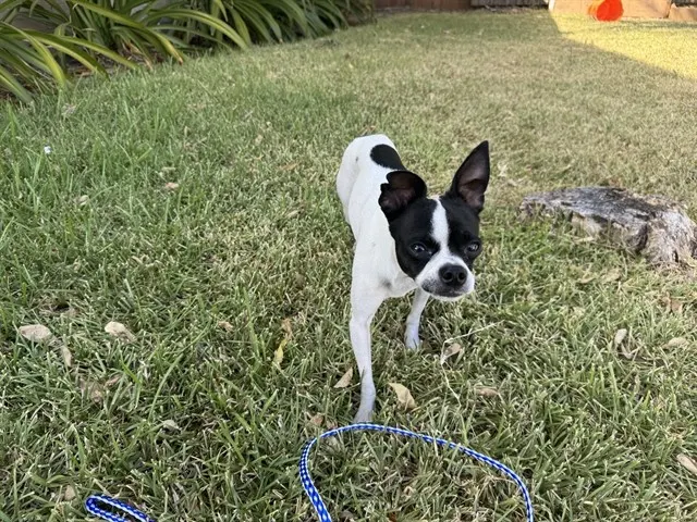 Boss Dog